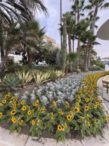 Blütenpracht an der Strandpromenade