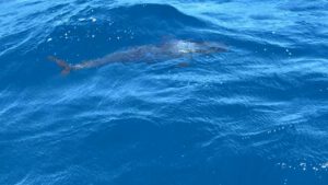 Kein Delfin