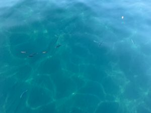 Unser Aquarium