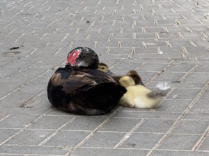 Und die zugehörigen Patos