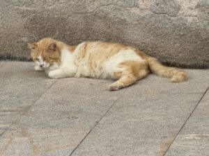 Siesta