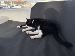 Kater-Siesta