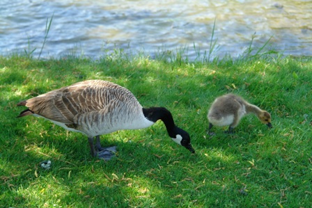 Zutrauliche Gänse	