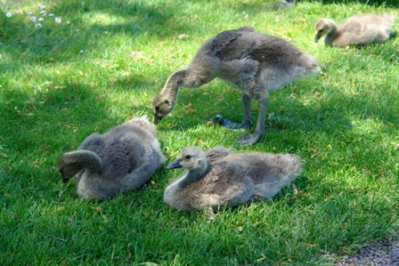 Flauschig	