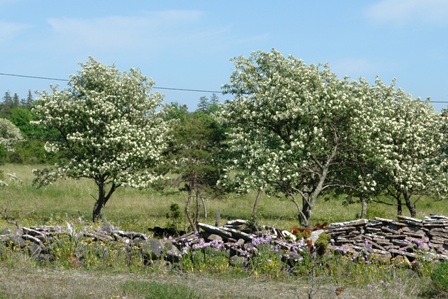 Lauschige Natur	