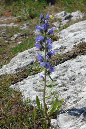 Hübsche Blume	