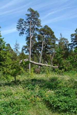 Verwunschener Wald