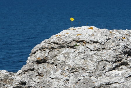 Blume auf Fels	