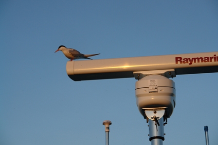 Wir haben mal wieder einen Vogel	