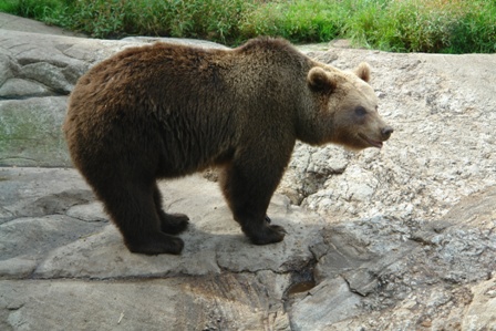 Zur Abwechslung mal Braunbär statt Blaubär	