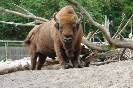 Sturer Wisent	