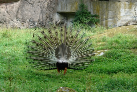 Pfau von hinten...	