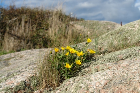 Karge Vegetation